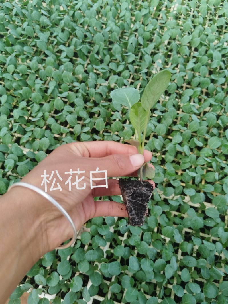 散花松花菜苗基地直发一手货源量大从优欢迎咨询