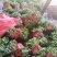散花松花菜苗基地直发一手货源量大从优欢迎咨询