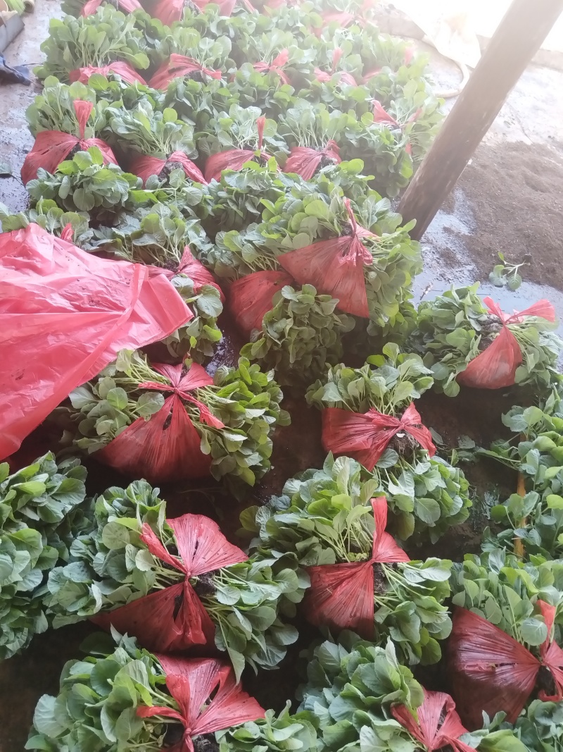散花松花菜苗基地直发一手货源量大从优欢迎咨询
