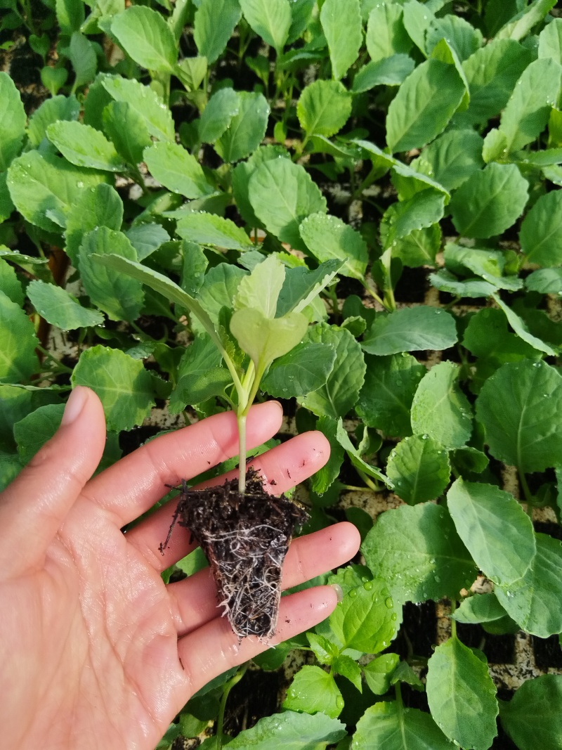 散花松花菜苗基地直发一手货源量大从优欢迎咨询