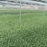 散花松花菜苗基地直发一手货源量大从优欢迎咨询