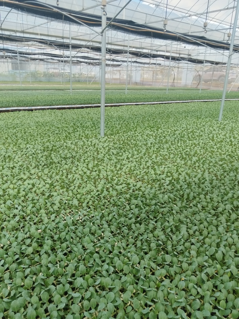 散花松花菜苗基地直发一手货源量大从优欢迎咨询