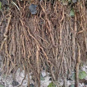 粉防己3年大苗，生长周期短新手种植起来也简单，存活率高