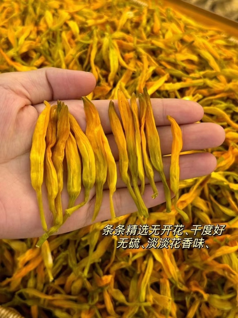【台湾黄花菜】大货批发价格优势新品种口感爽脆电商直播爆品