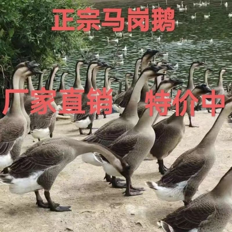 正宗广东纯种马岗鹅小鹅苗非狮头鹅苗纯种大种黑棕鹅灰鹅批发