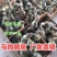 正宗广东纯种马岗鹅小鹅苗非狮头鹅苗纯种大种黑棕鹅灰鹅批发