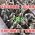 正宗广东纯种马岗鹅小鹅苗非狮头鹅苗纯种大种黑棕鹅灰鹅批发