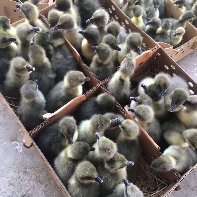 正宗广东纯种马岗鹅小鹅苗非狮头鹅苗纯种大种黑棕鹅灰鹅批发
