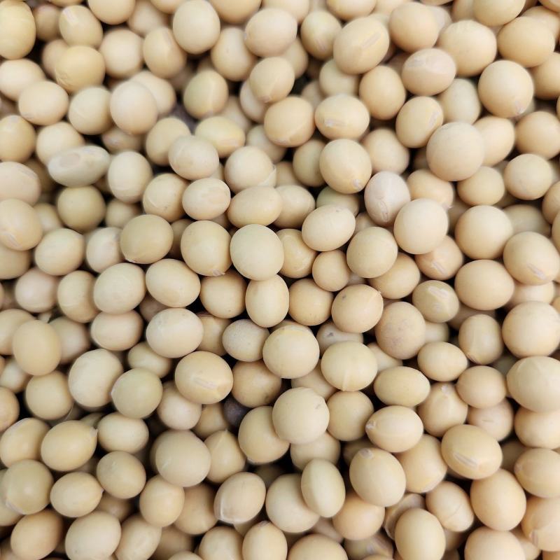 黄黄豆