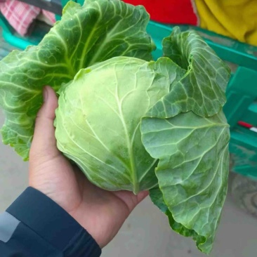 本地甘蓝大量有货价格不高代发全国