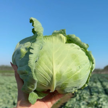 盐城产区京丰一号大量现货可整车发货品质保证