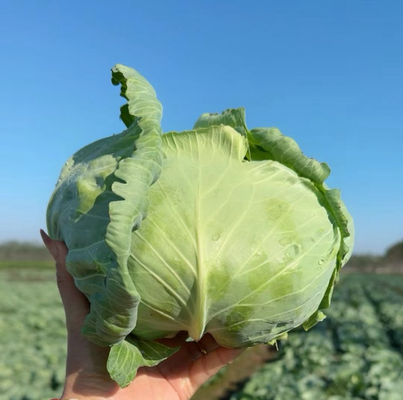 盐城产区京丰一号大量现货可整车发货品质保证
