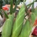 精品太阳花甜玉米🌽品质保证欢迎来电洽谈价格更优惠