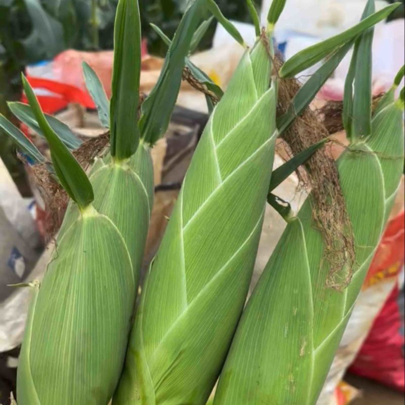 精品太阳花甜玉米🌽品质保证欢迎来电洽谈价格更优惠