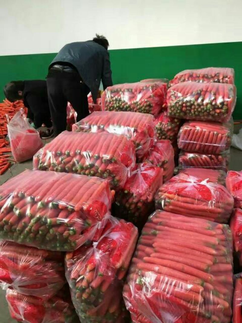 大荔县红萝卜产地红萝卜价格
