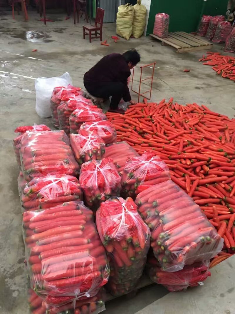 大荔县红萝卜产地红萝卜价格