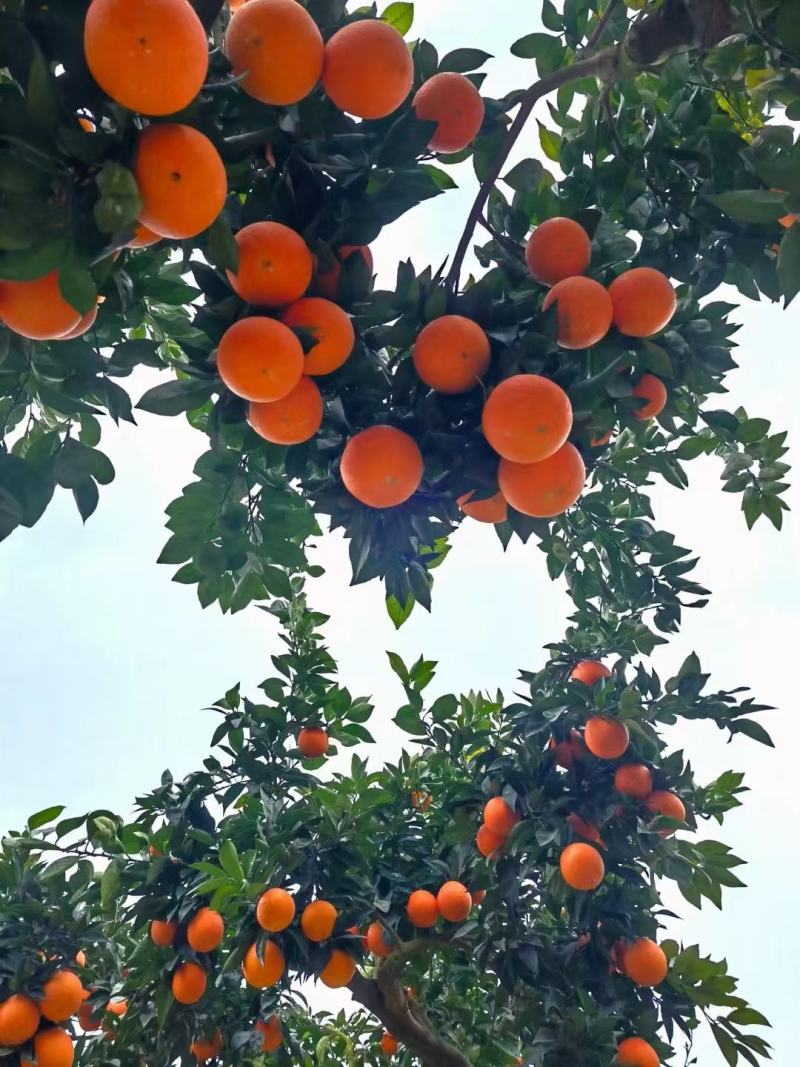 【实力商家】正宗奉节脐橙现摘现发应季水果甜度高多汁