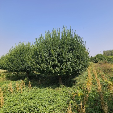 自家苗圃出售2.5-3米嫁接卫矛球300棵