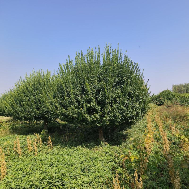 自家苗圃出售2.5-3米嫁接卫矛球300棵