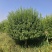 自家苗圃出售2.5-3米嫁接卫矛球300棵