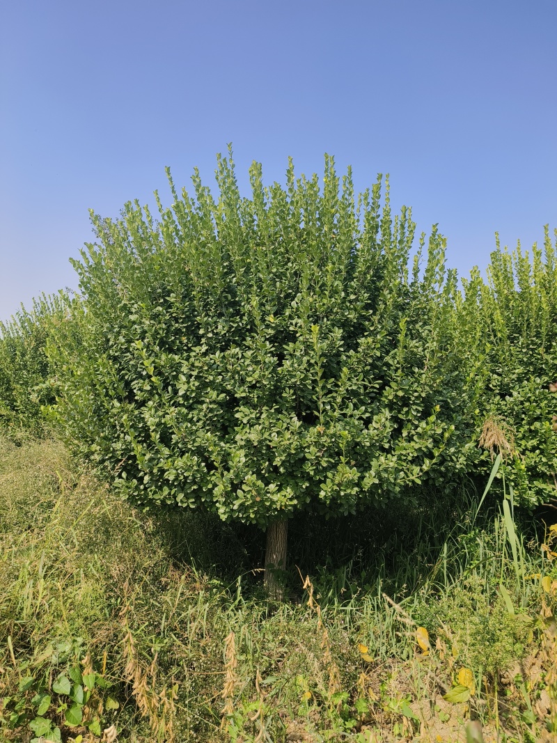 自家苗圃出售2.5-3米嫁接卫矛球300棵