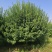 自家苗圃出售2.5-3米嫁接卫矛球300棵