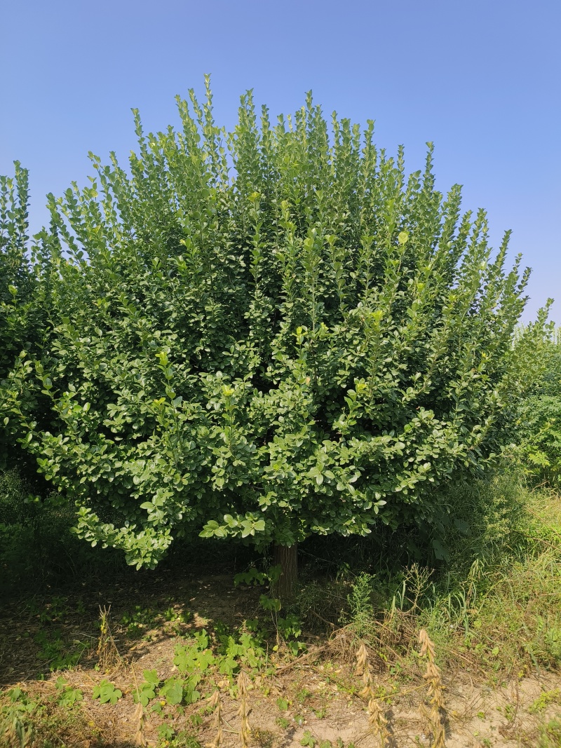 自家苗圃出售2.5-3米嫁接卫矛球300棵