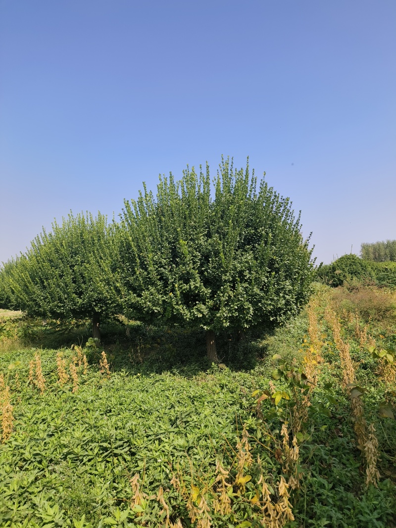 自家苗圃出售2.5-3米嫁接卫矛球300棵