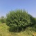 自家苗圃出售2.5-3米嫁接卫矛球300棵