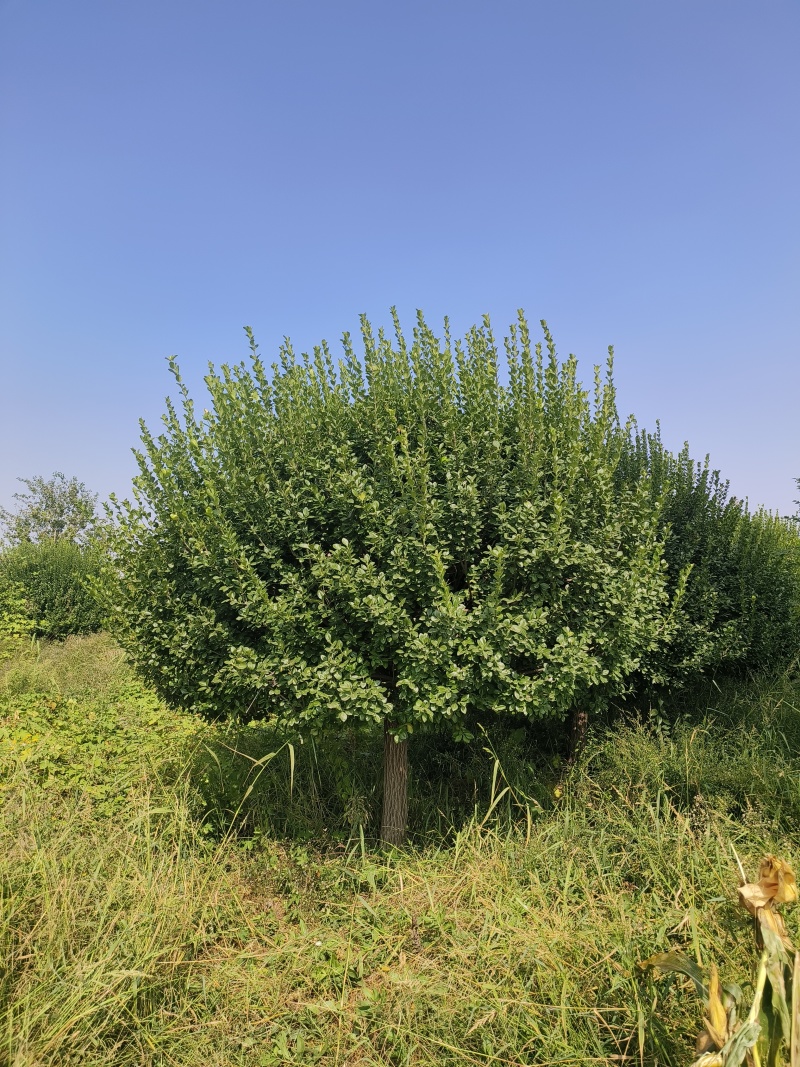 自家苗圃出售2.5-3米嫁接卫矛球300棵