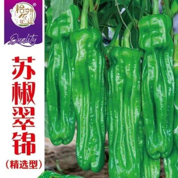 辣椒种子苏椒翠锦大果早熟薄皮泡椒果色亮绿皮薄质嫩
