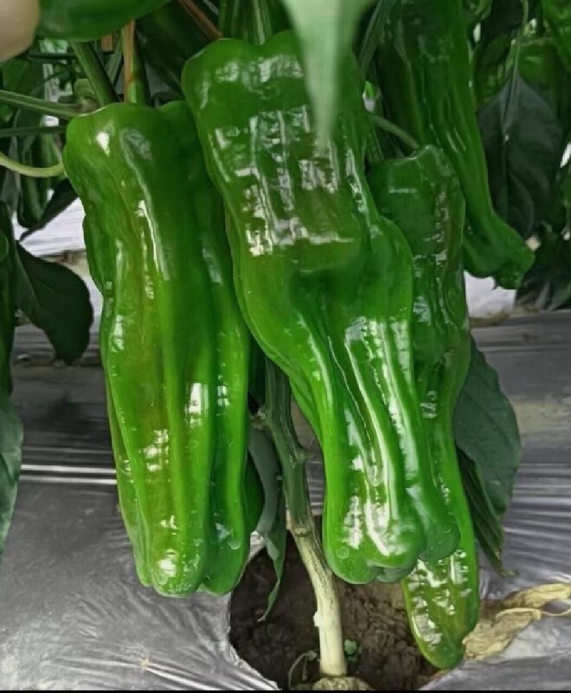 辣椒种子苏椒翠锦大果早熟薄皮泡椒果色亮绿皮薄质嫩