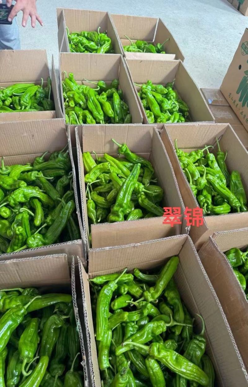 辣椒种子苏椒翠锦大果早熟薄皮泡椒果色亮绿皮薄质嫩