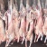 羊肉卷，精选纯羔羊肉精选加工制作，长年供面向全国大量批发