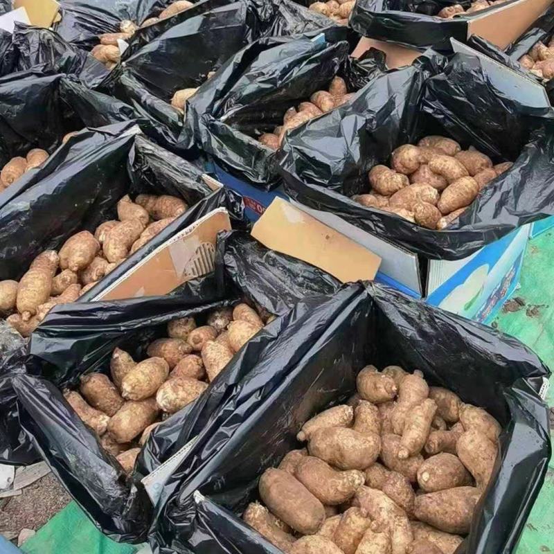 云南新鲜天麻，秋季滋补品，现挖现发，价格美丽