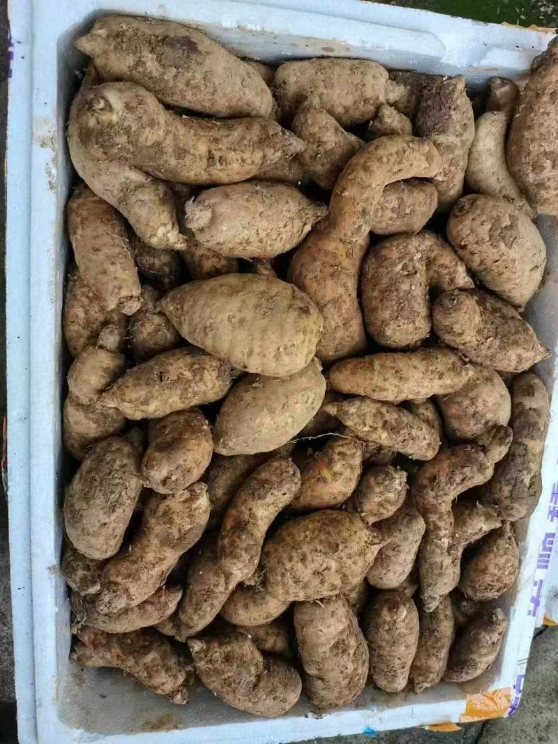 云南新鲜天麻，秋季滋补品，现挖现发，价格美丽