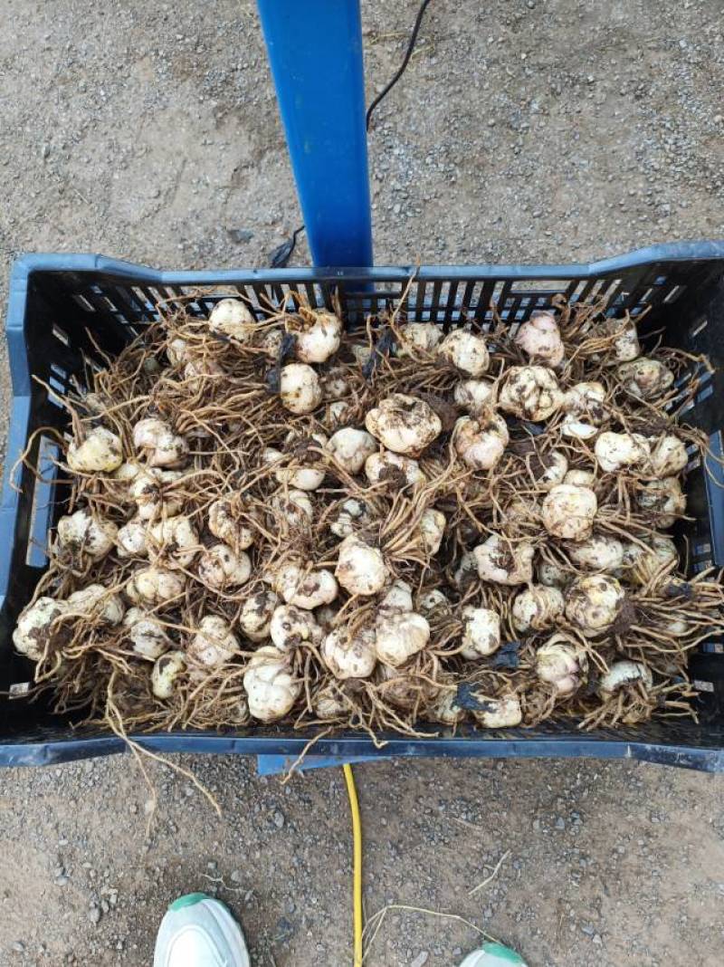 食用甜百合种球，基地直发，批发零售