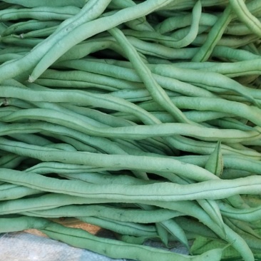 无筋豆大量上市