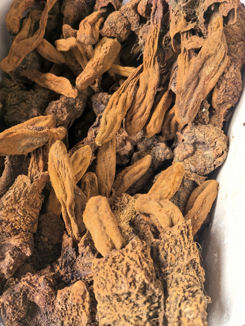 野生锁阳