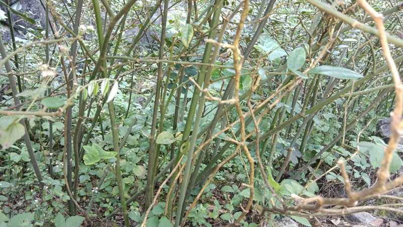 野生山豆根