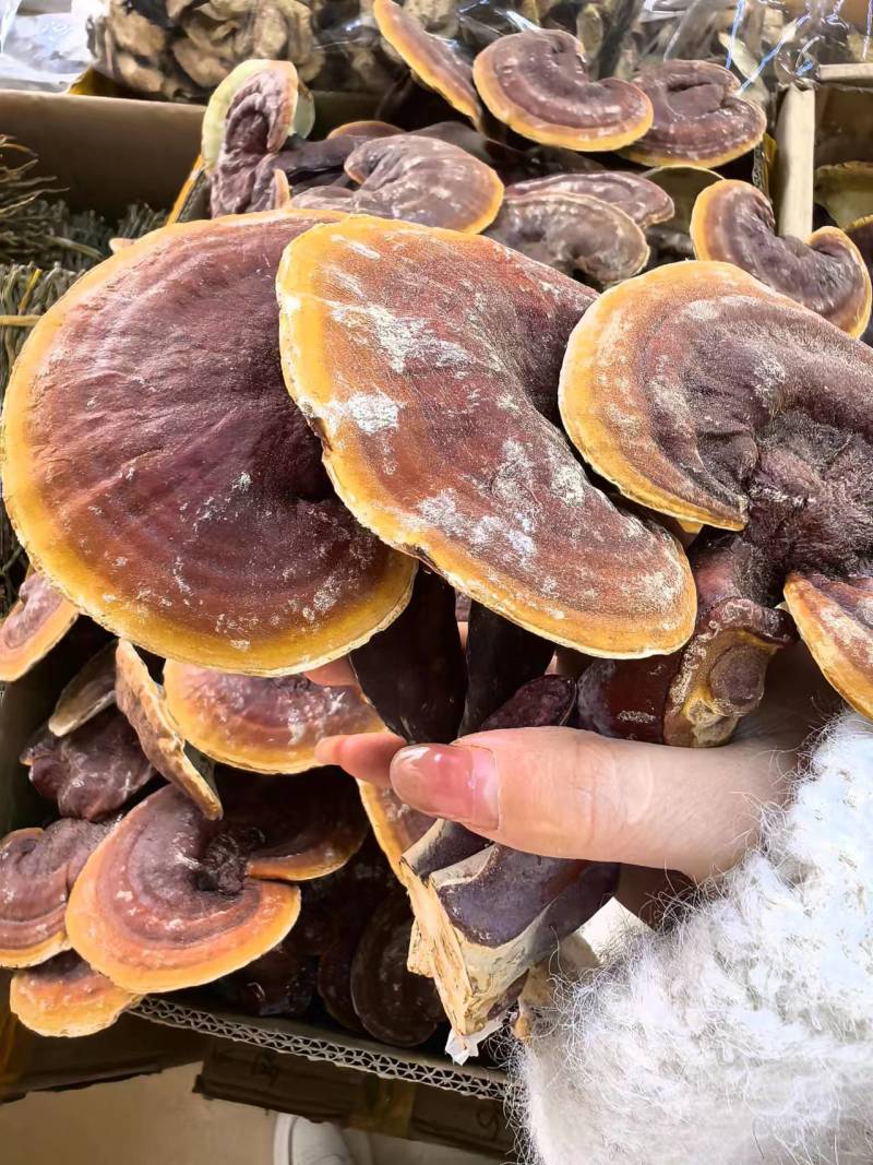 金边灵芝