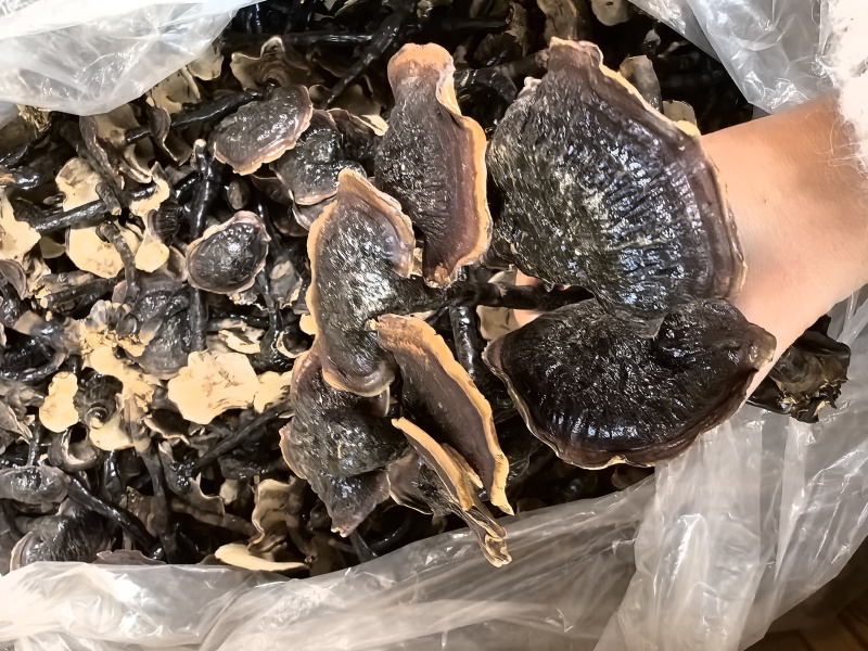 金边黑灵芝