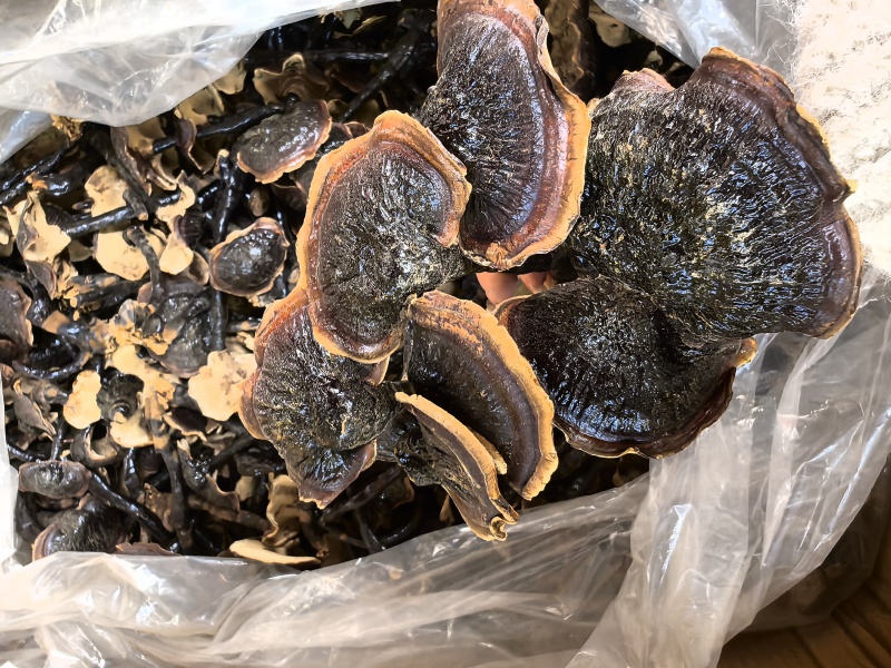 金边黑灵芝