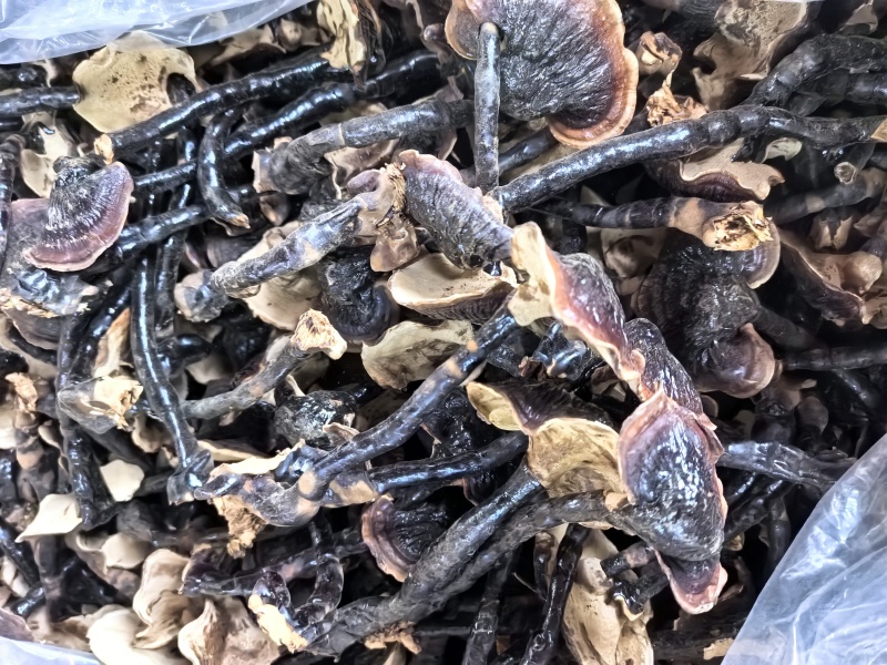 金边黑灵芝