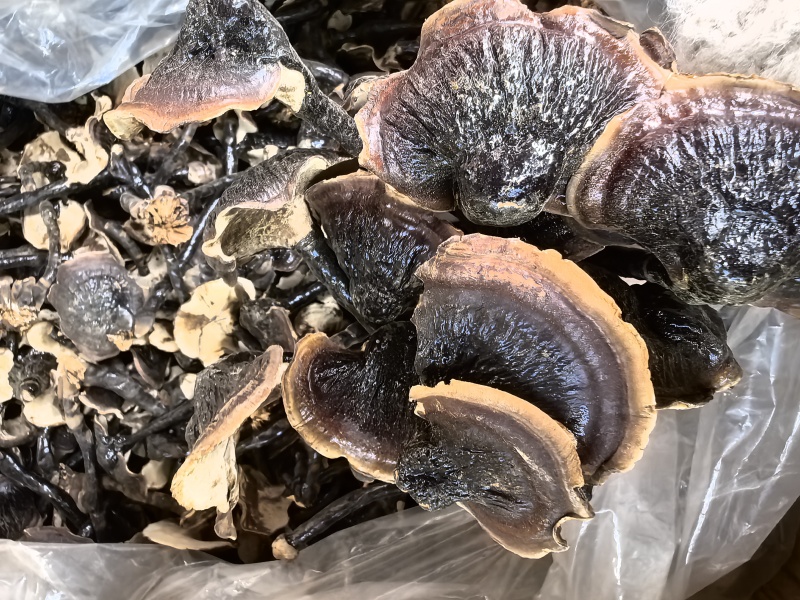 金边黑灵芝