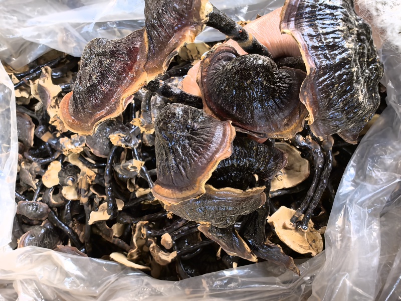 金边黑灵芝