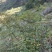 野生山豆根