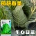 邢研春美牛心甘蓝种子耐寒耐抽苔叶色深绿蜡粉中等越冬强包菜
