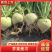 芥菜头芥菜疙瘩产地直发无黑心无虫对接全国咸菜厂等