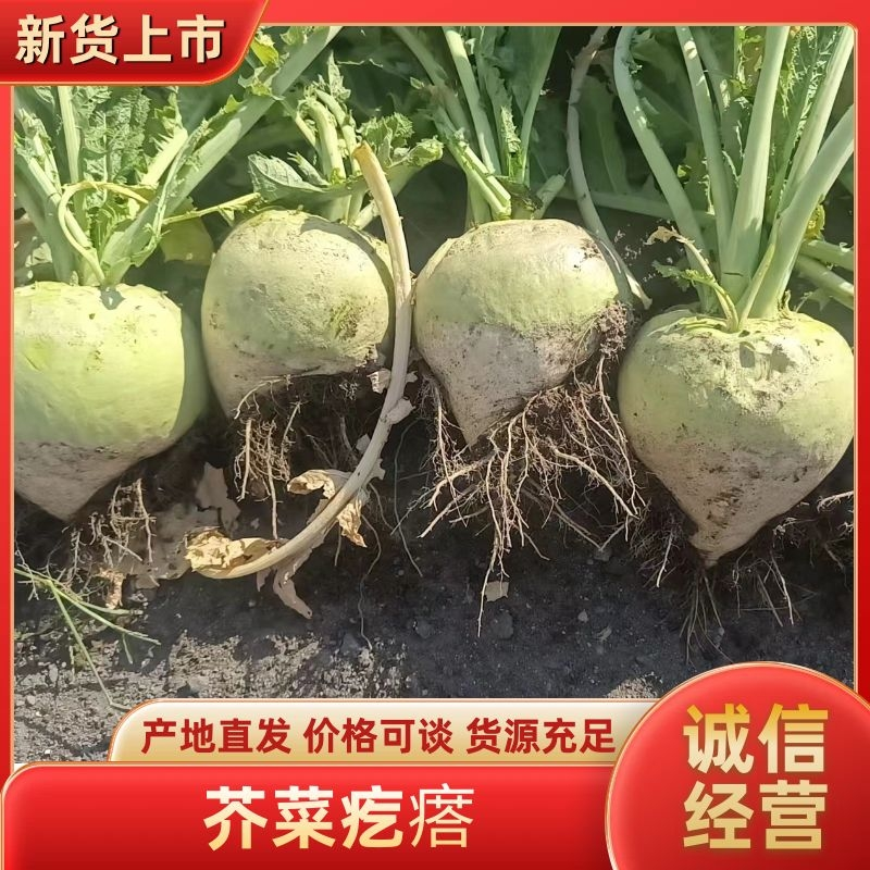 芥菜头芥菜疙瘩产地直发无黑心无虫对接全国咸菜厂等